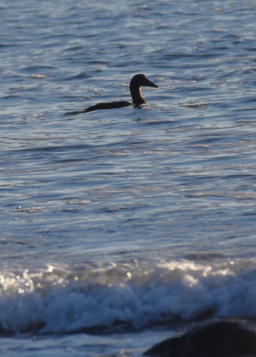 Common Eider - ML414528121