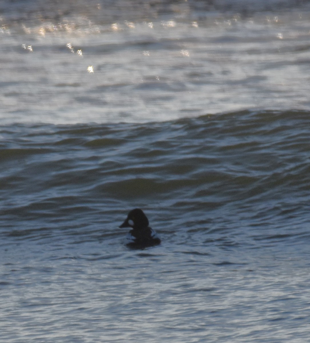 Common Goldeneye - ML414528191