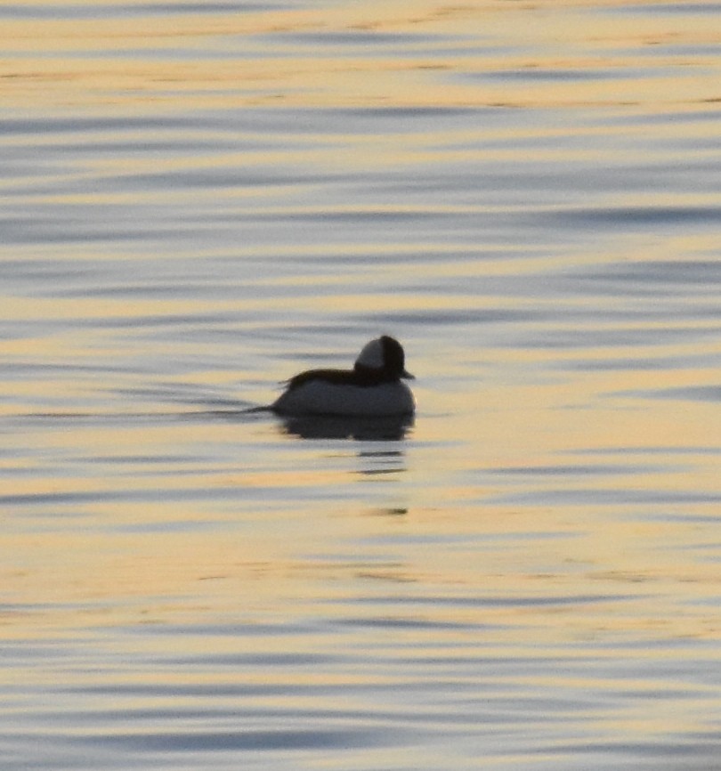 Bufflehead - ML414528341