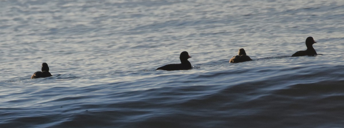 Black Scoter - ML414528351