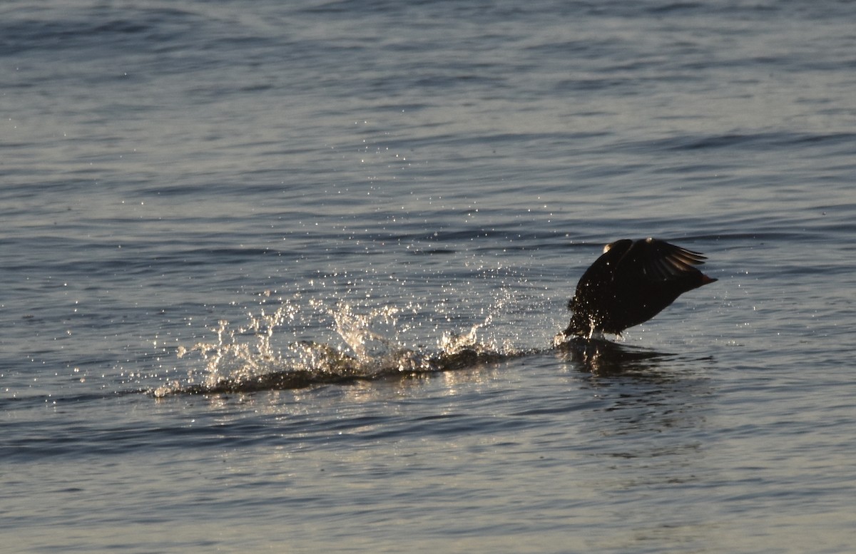 Black Scoter - ML414528831