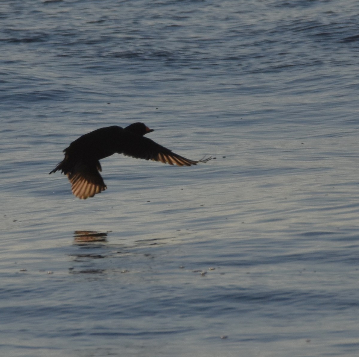 Black Scoter - Barbara Seith