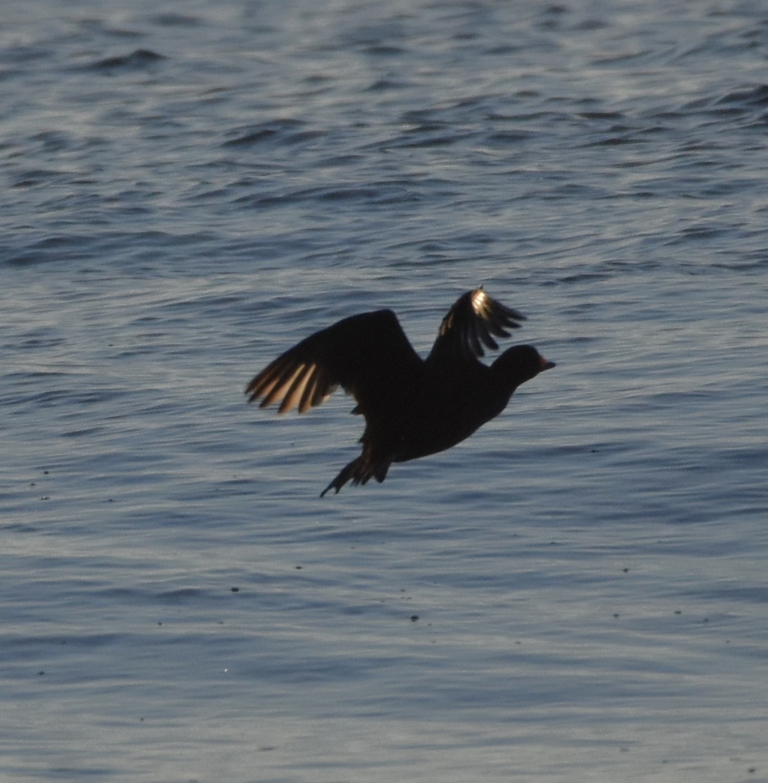 Black Scoter - ML414528901