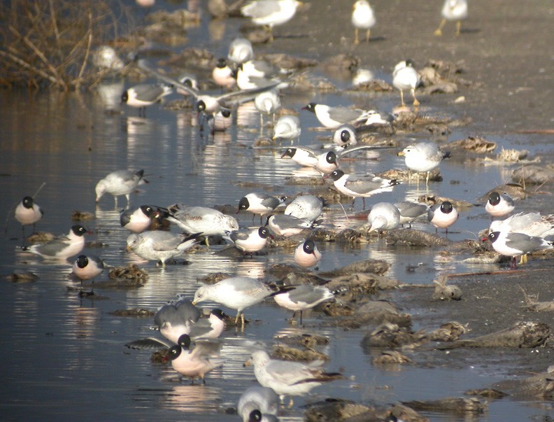 Franklin's Gull - ML41453001