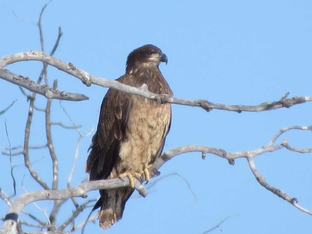 Bald Eagle - ML41453011