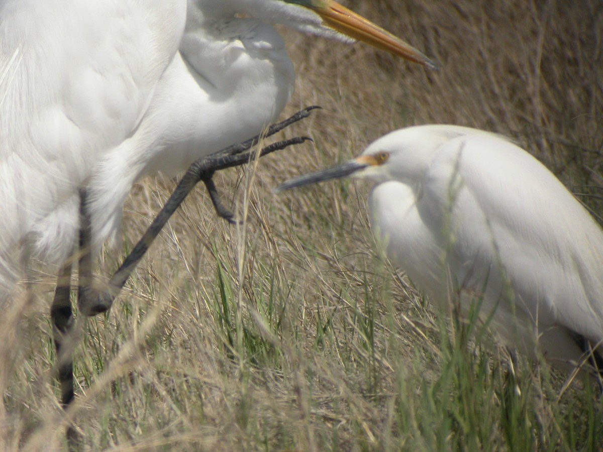 Snowy Egret - ML41453031