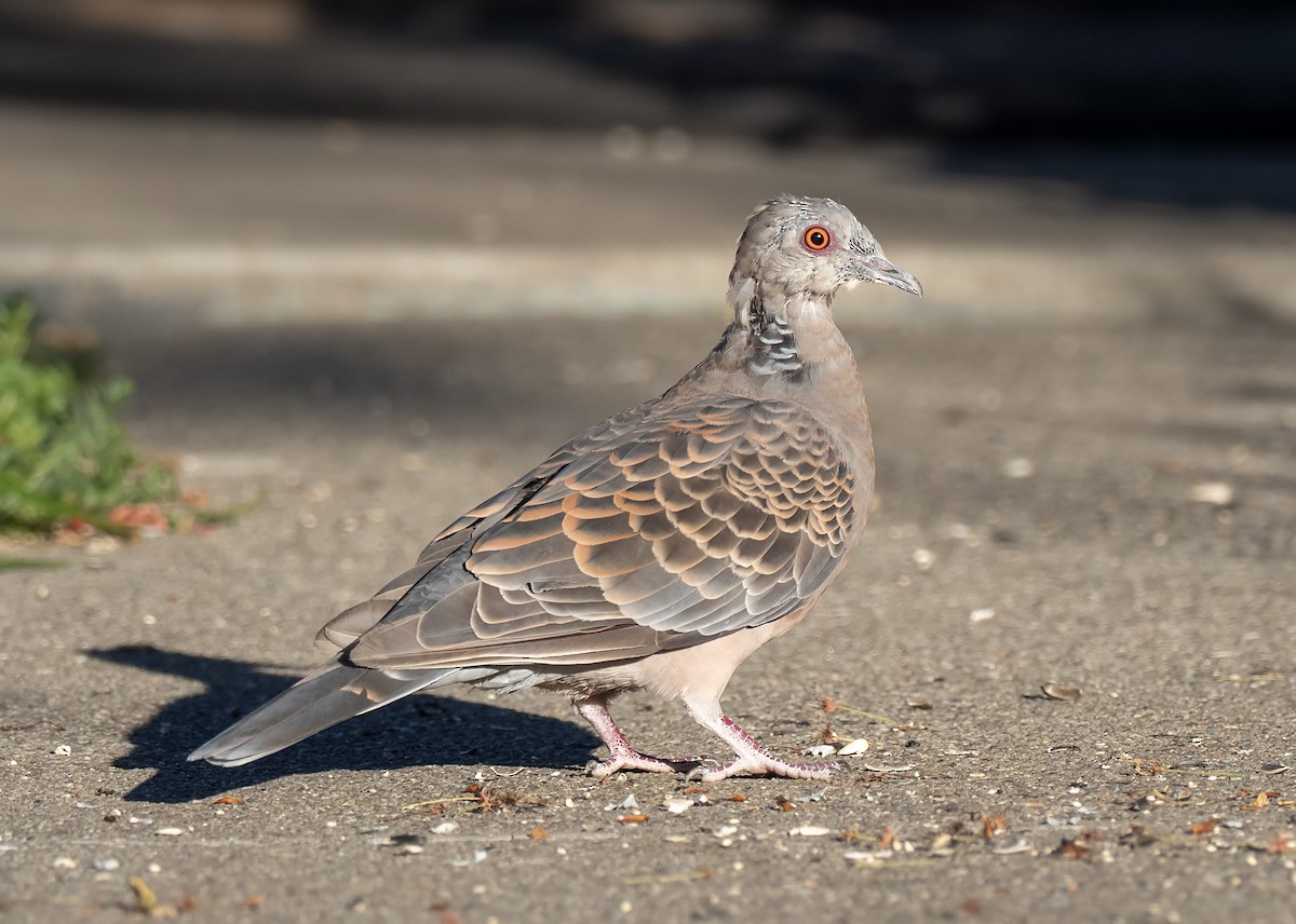 Oriental Turtle-Dove - ML414533191