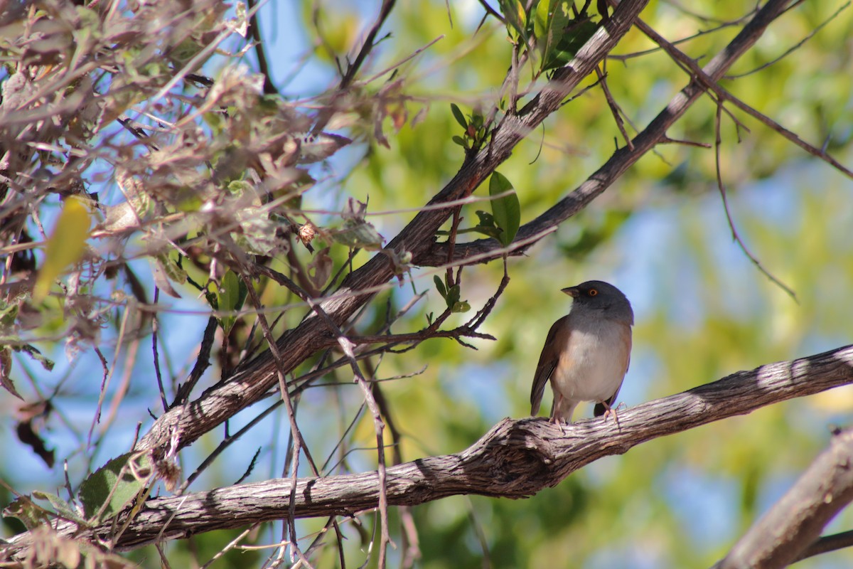Baird's Junco - ML414533491