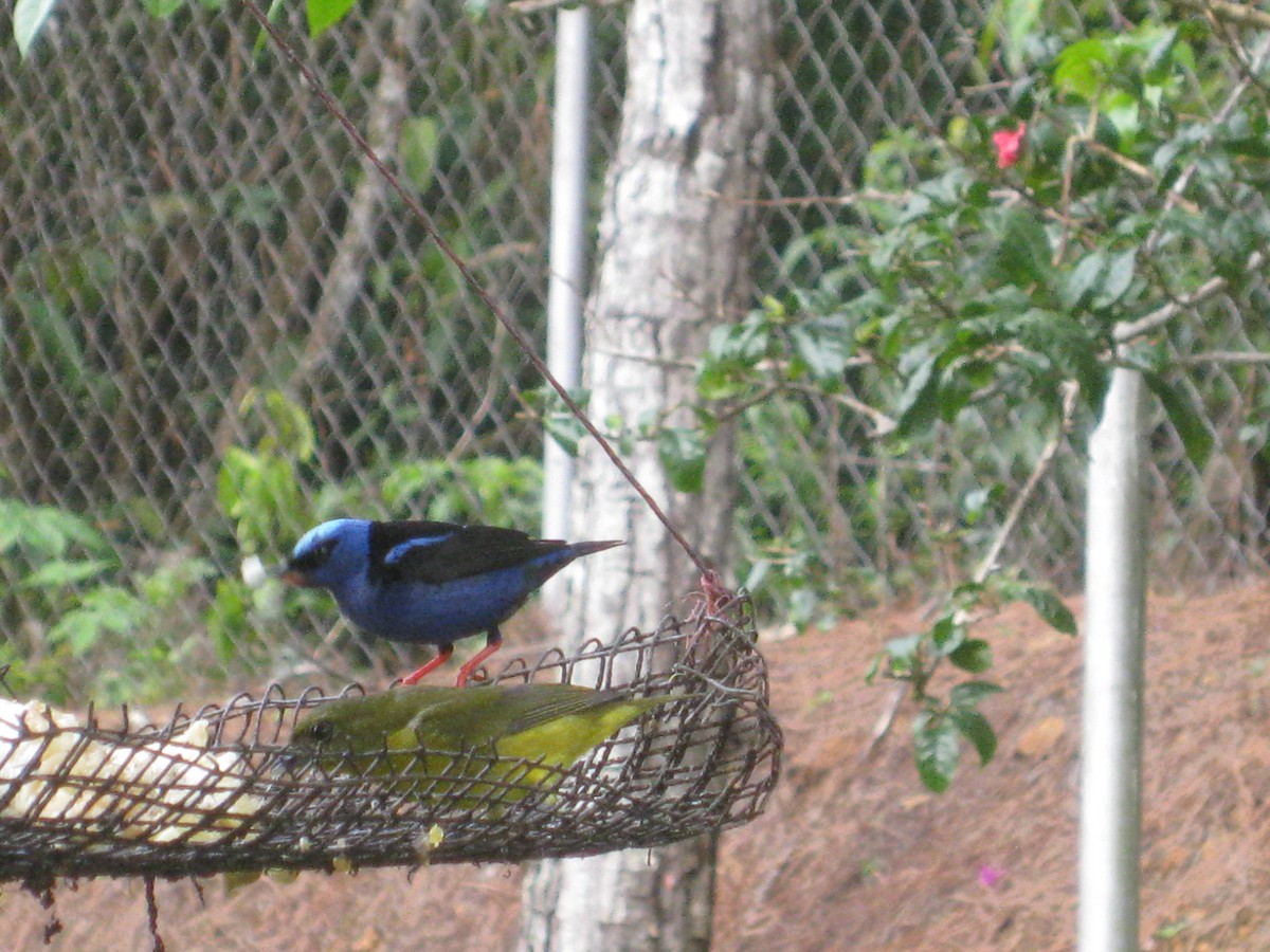 Red-legged Honeycreeper - ML414534311
