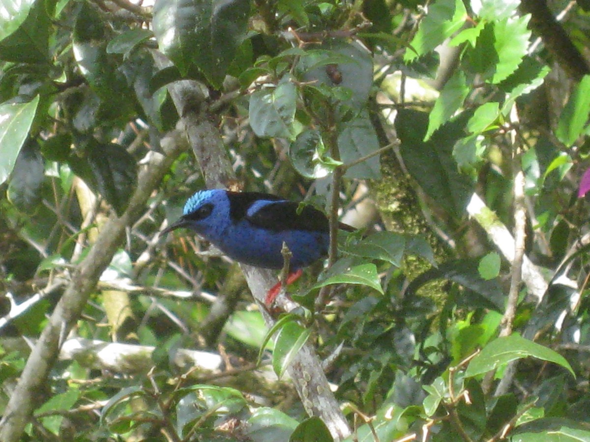 Red-legged Honeycreeper - ML414534391