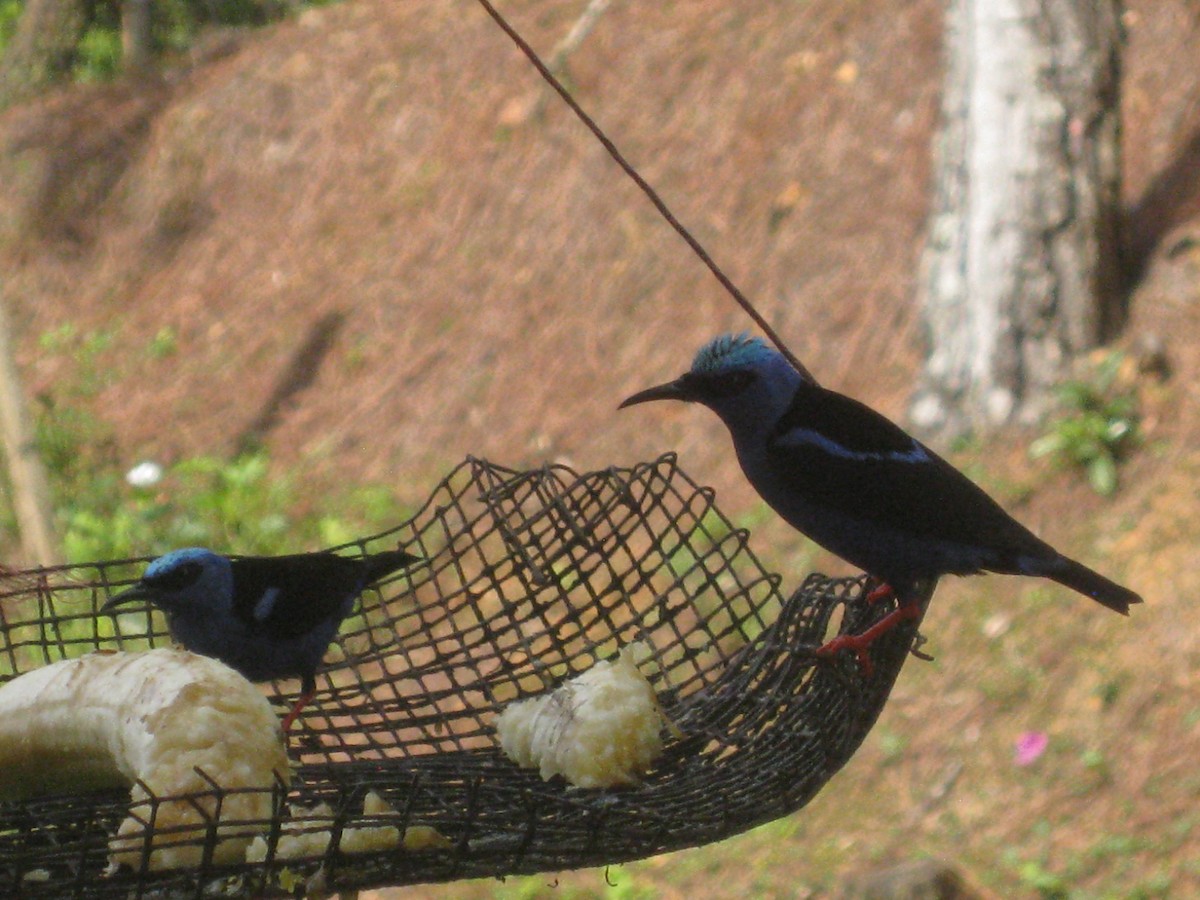 Red-legged Honeycreeper - ML414534401