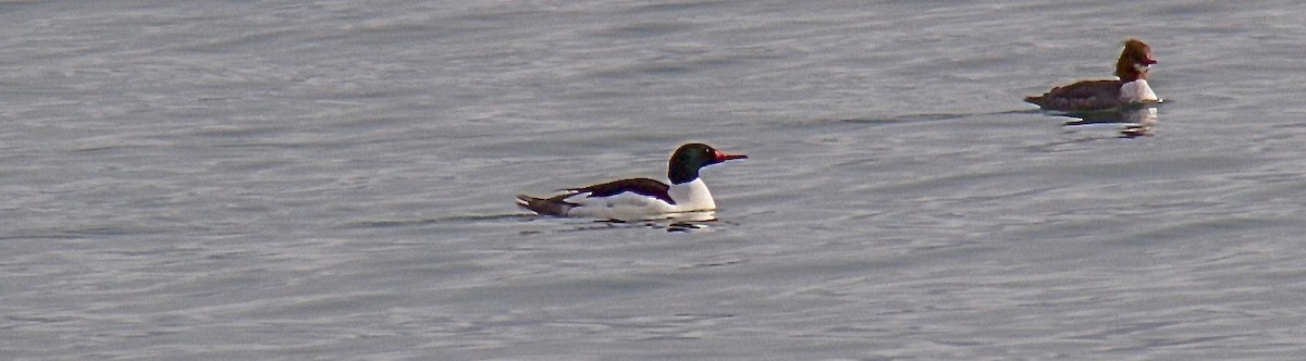 Common Merganser - ML414535861