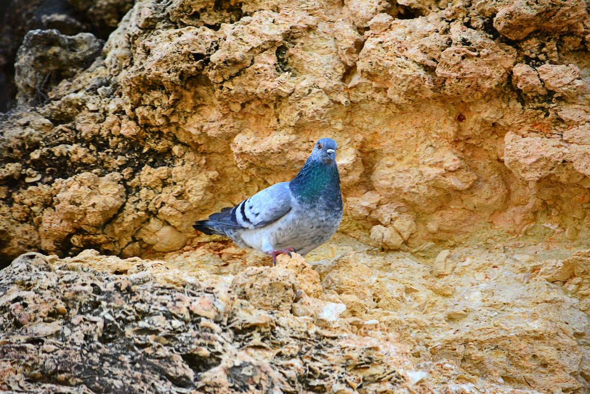 יונת בית - ML414537721