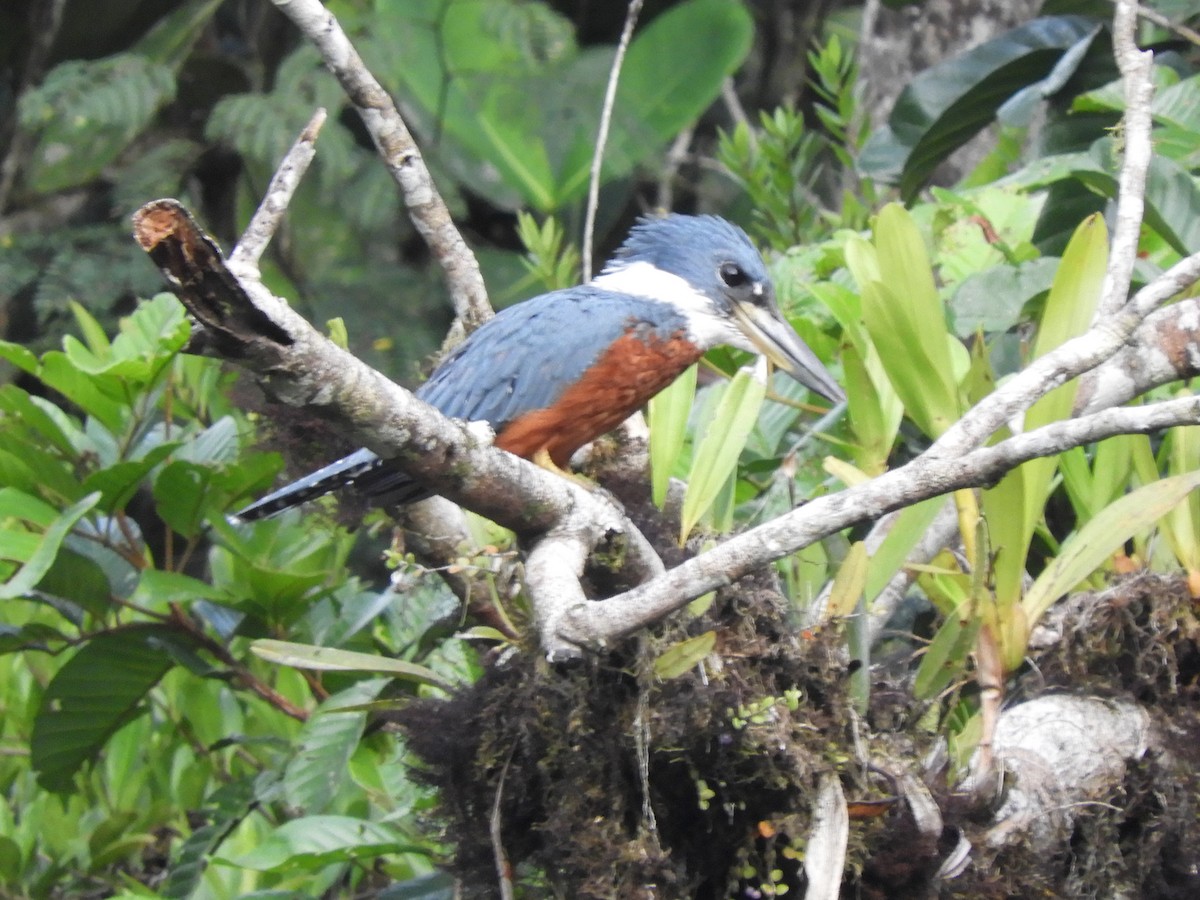 Ringed Kingfisher - ML414539151