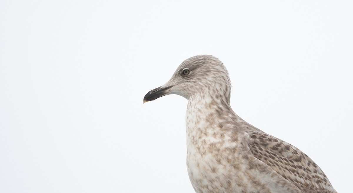 Goéland argenté (argentatus/argenteus) - ML414540981