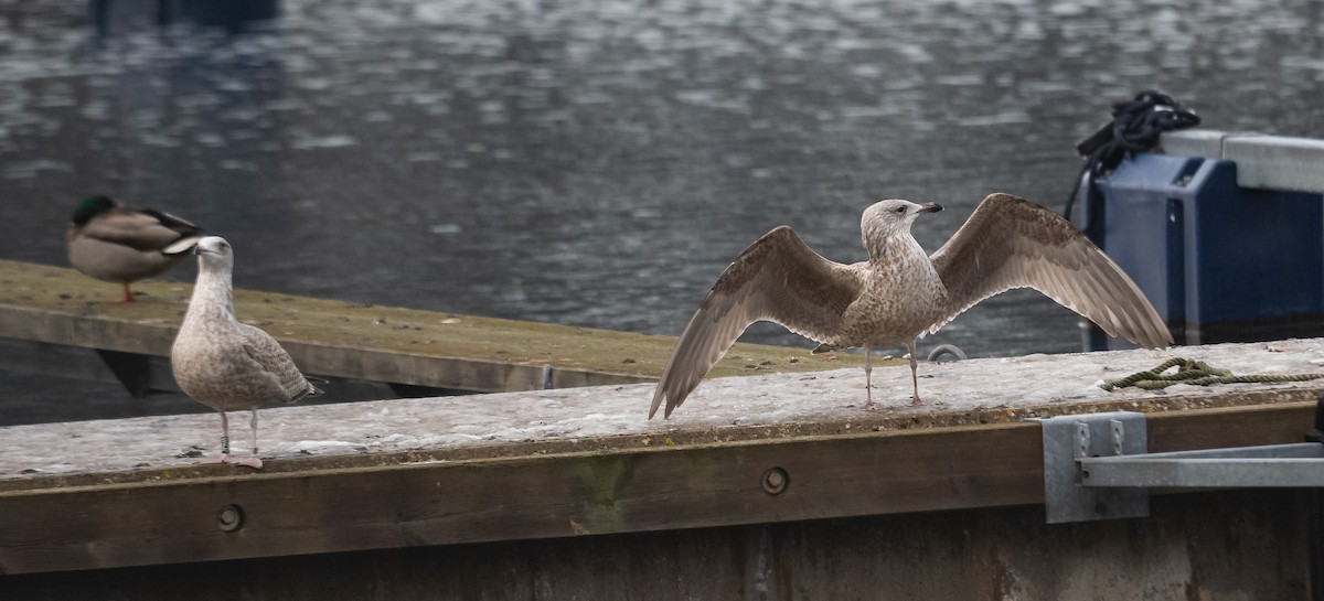 Silbermöwe (argentatus/argenteus) - ML414540991