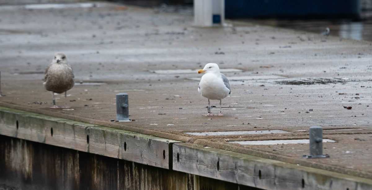 Herring Gull (European) - ML414541001