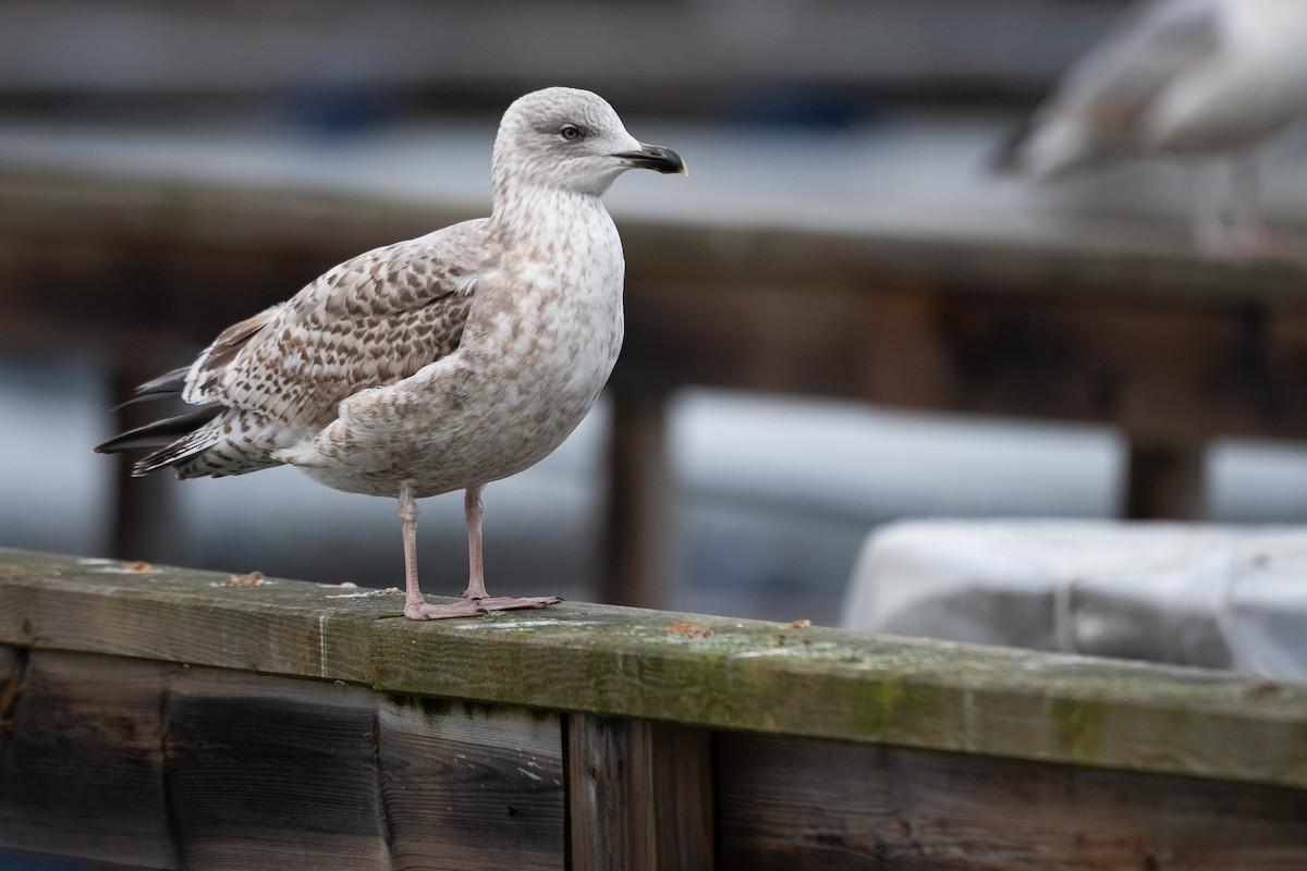 Gaviota Argéntea (europea) - ML414541021