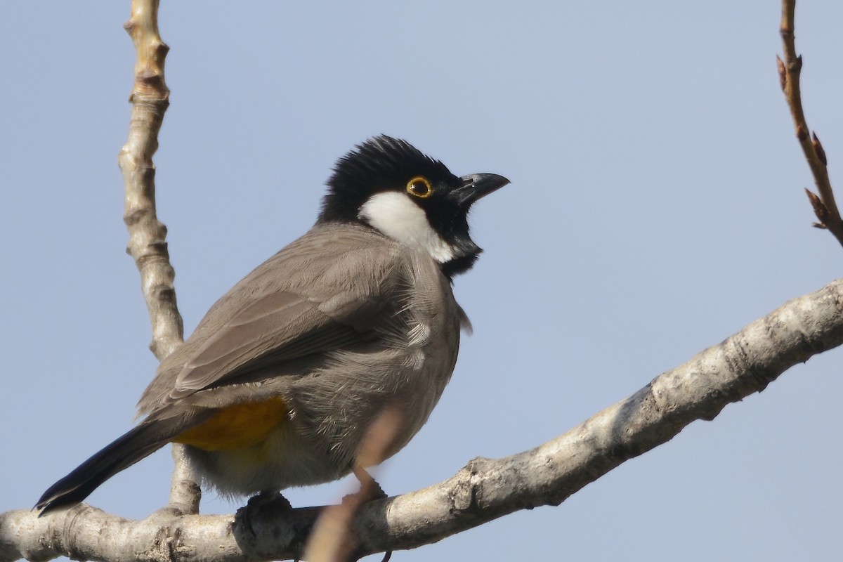 White-eared Bulbul - ML414541291