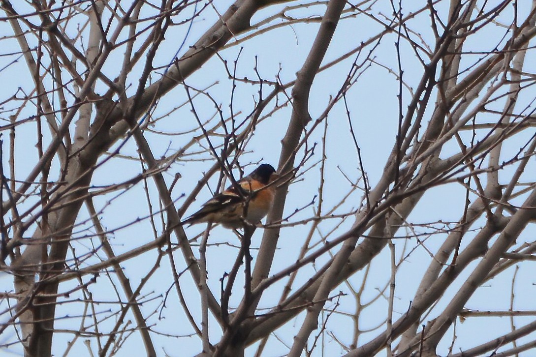 Brambling - ML414541331