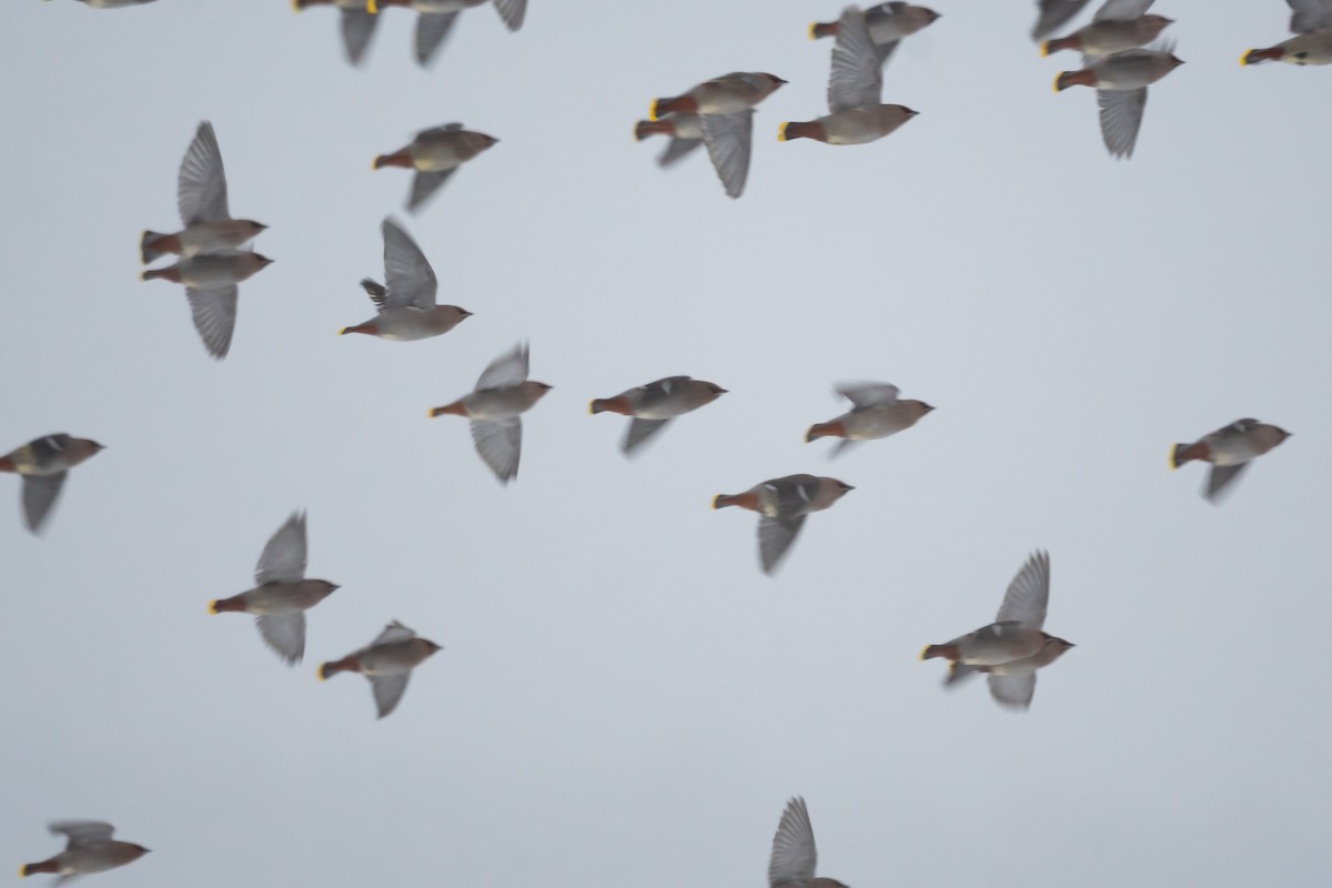 Bohemian Waxwing - ML414541371