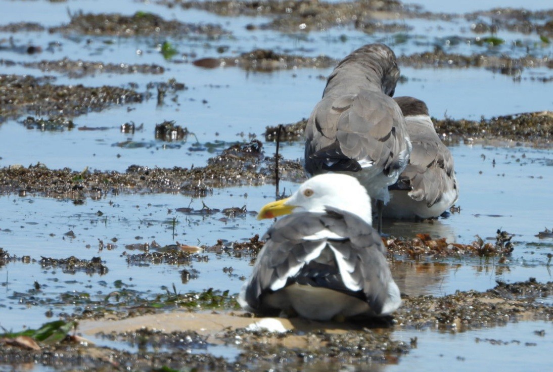 Lesser Black-backed Gull - ML414542621