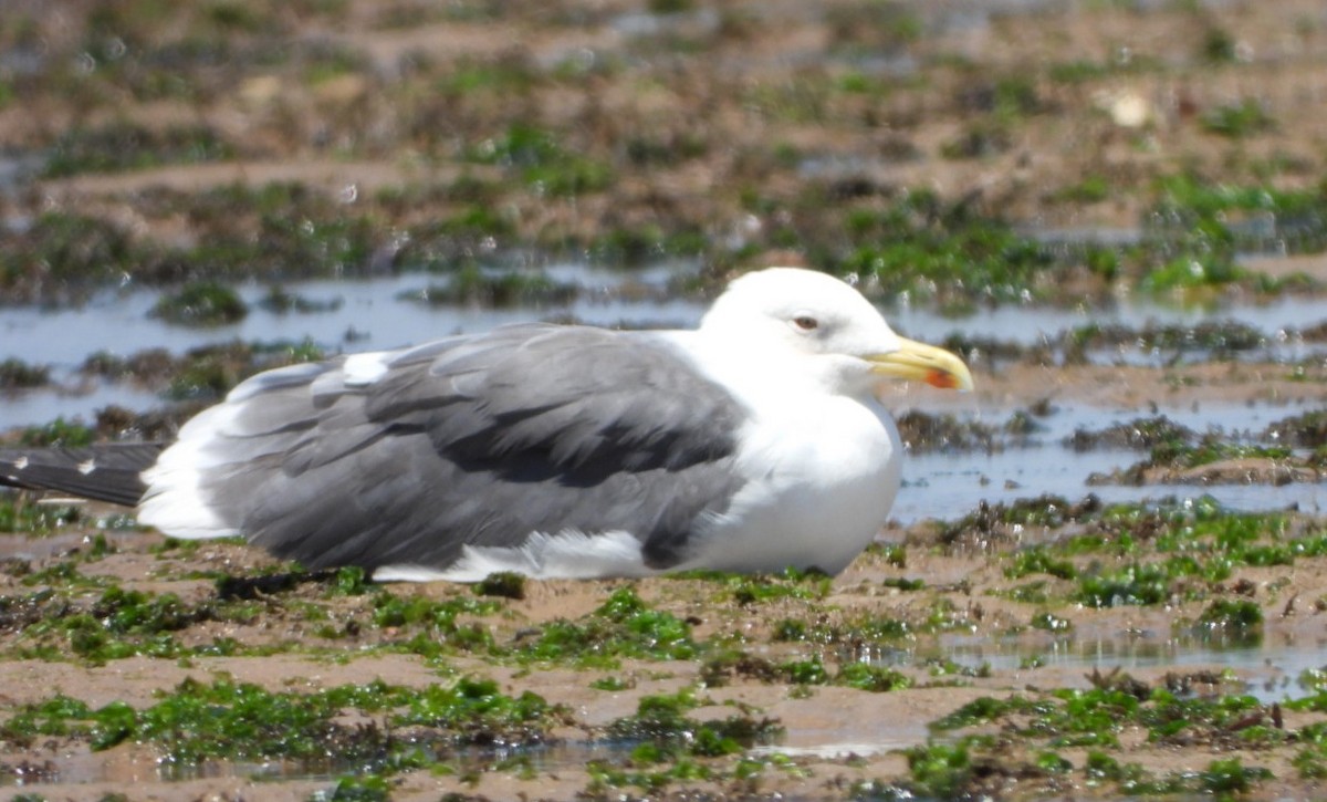 Lesser Black-backed Gull - ML414542711