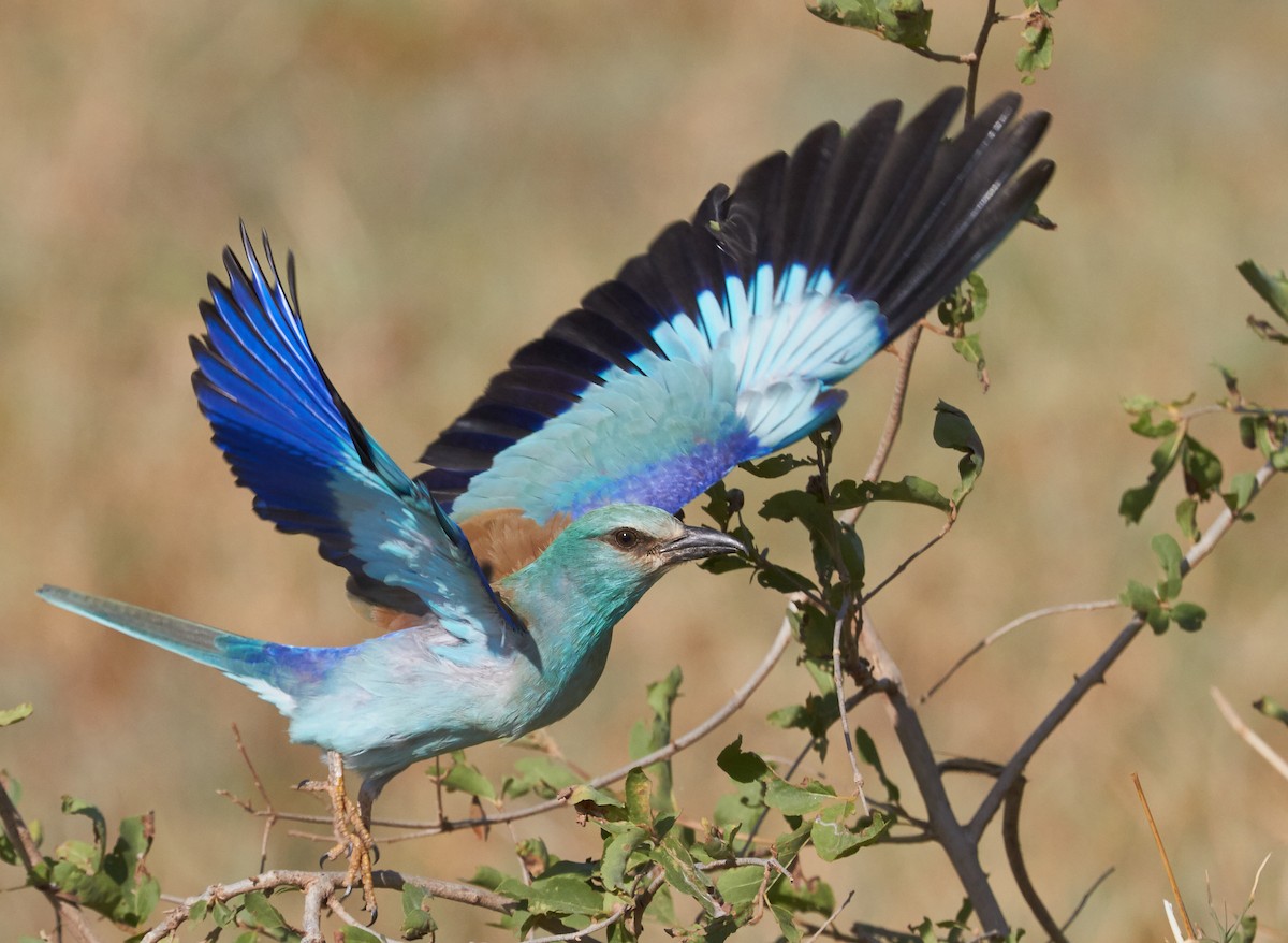 European Roller - Brooke Miller