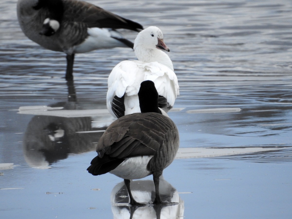 Snow Goose - ML41454731