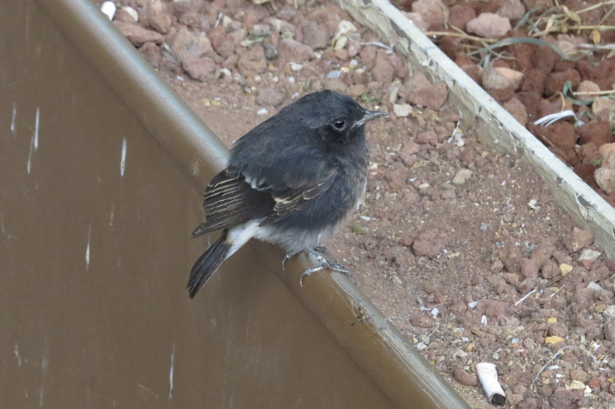 Pied Bushchat - Adrian Tomik