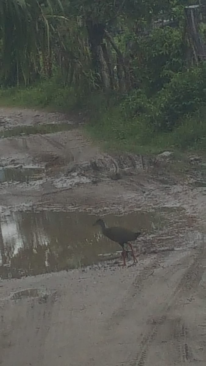 Russet-naped Wood-Rail - ML414549451