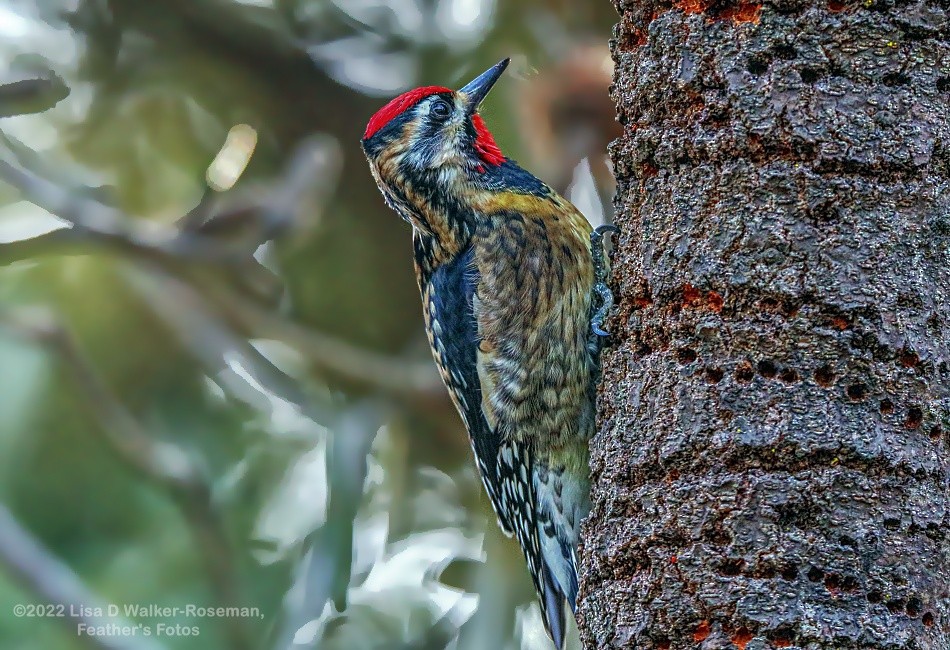 Yellow-bellied Sapsucker - ML414557071