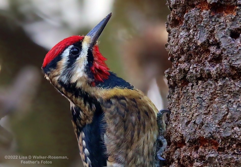 Yellow-bellied Sapsucker - ML414557091