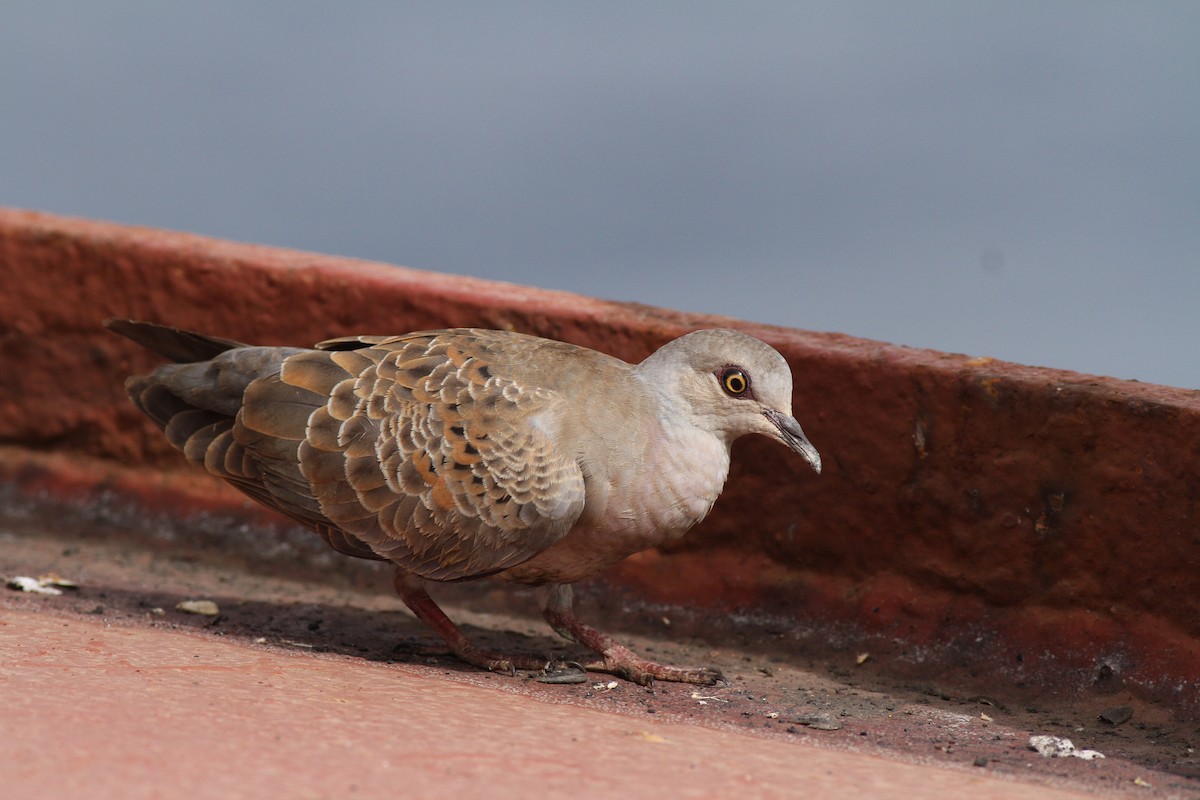 European Turtle-Dove - ML414557151