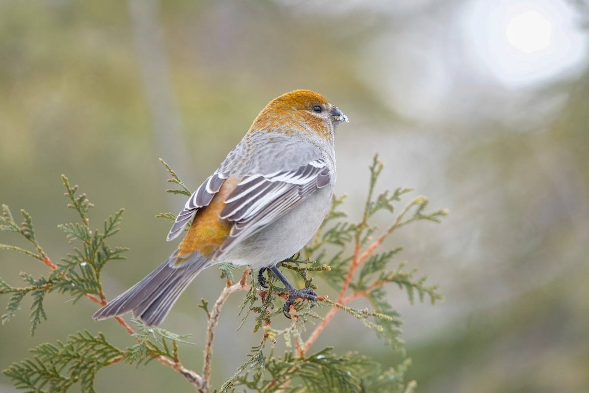 Нарсны шүршүү - ML414559281