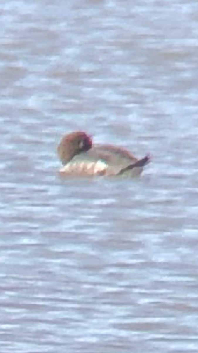 kvinand - ML414561361