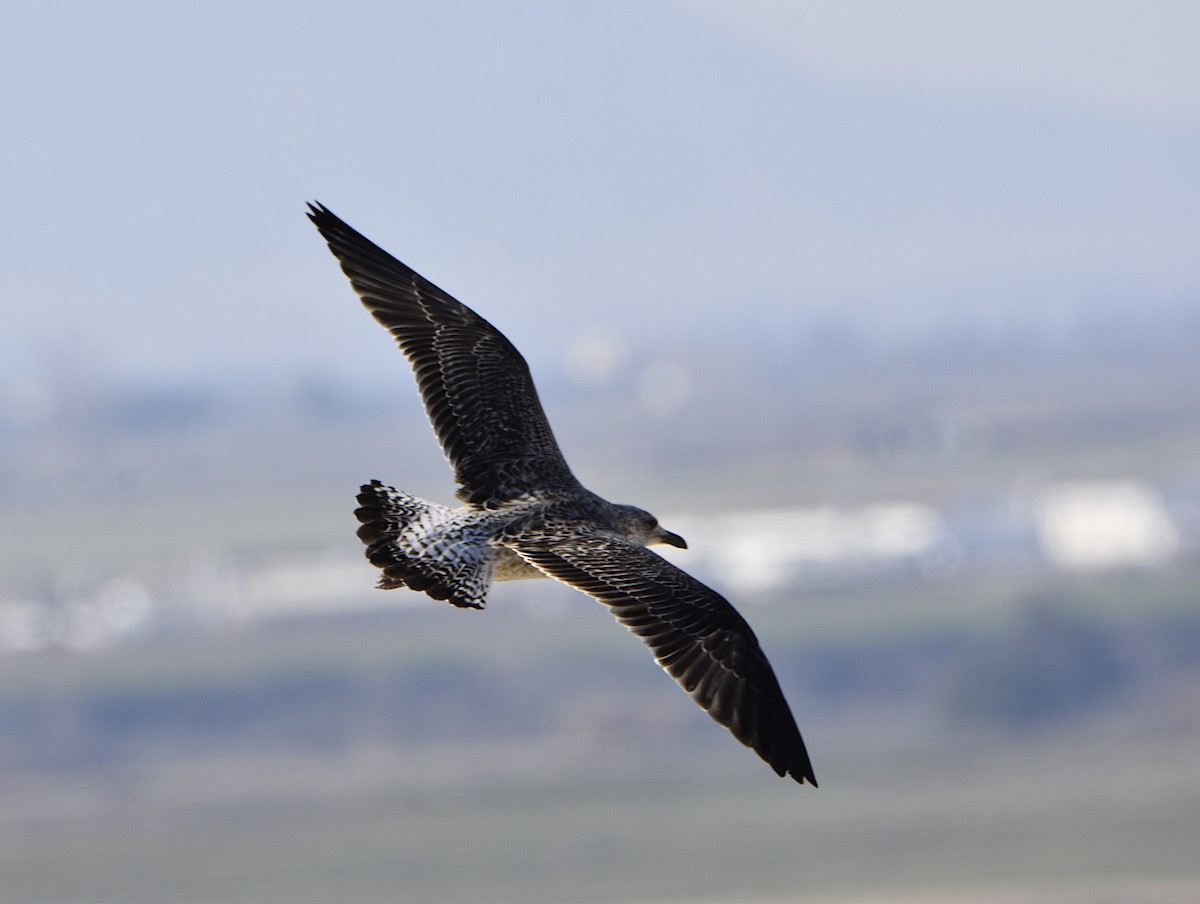 Lesser Black-backed Gull - ML414562931