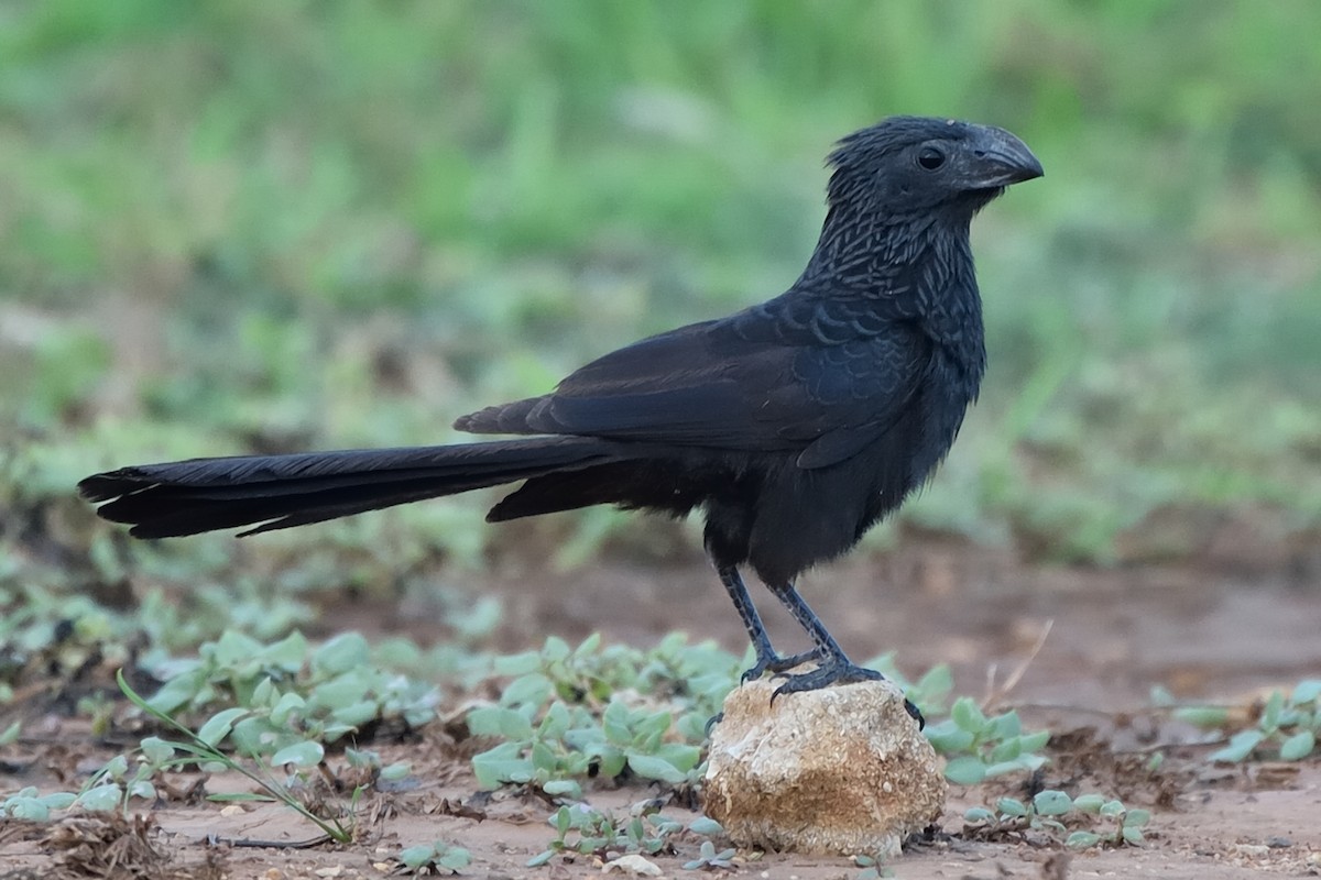 Groove-billed Ani - Michiel Oversteegen