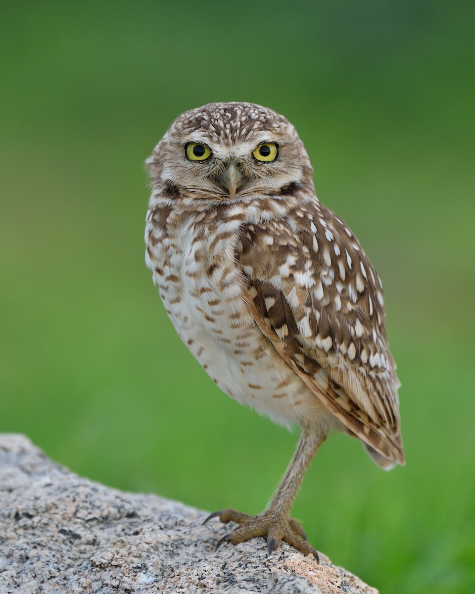 Burrowing Owl - ML41456421