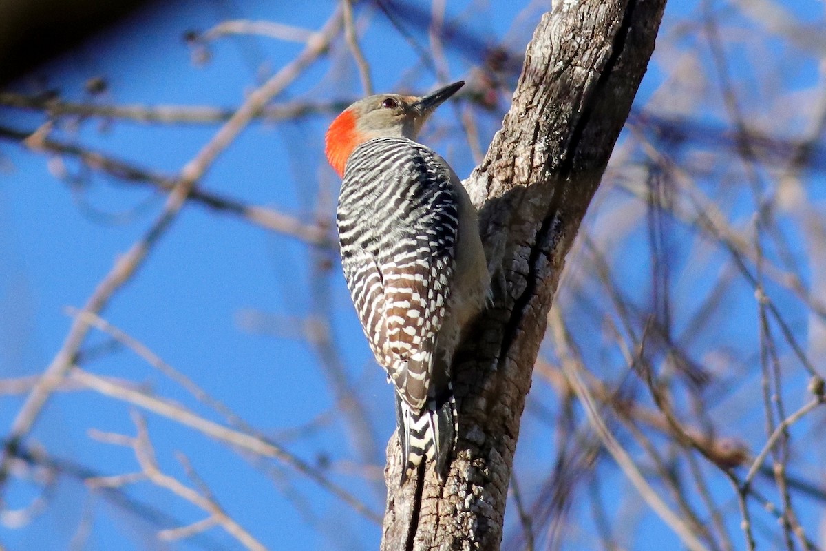 Red-bellied Woodpecker - Ronald Newhouse