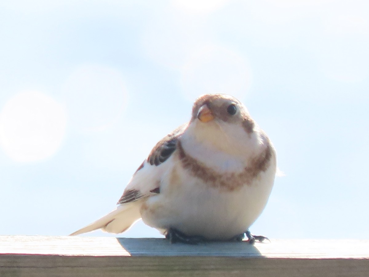 Snow Bunting - ML414567651