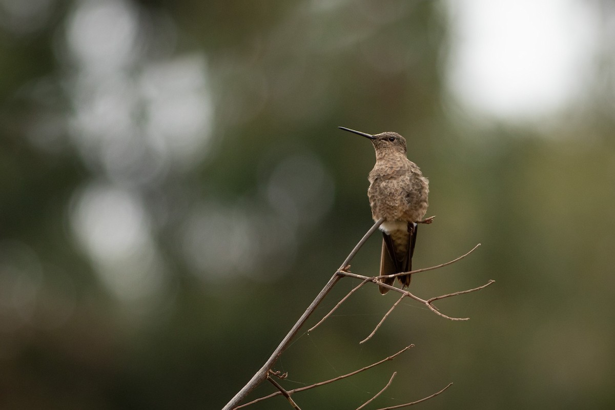 Giant Hummingbird - Ariel Cabrera Foix