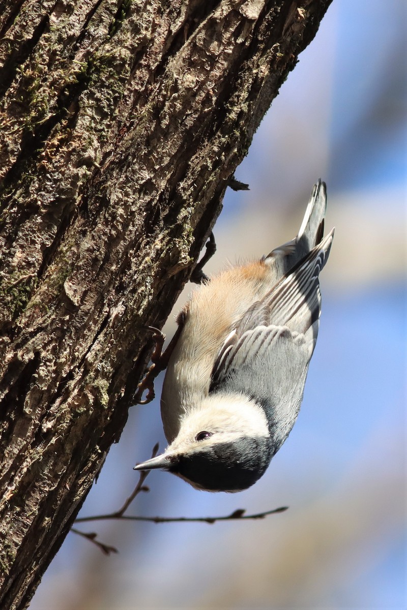 White-breasted Nuthatch - ML414569331