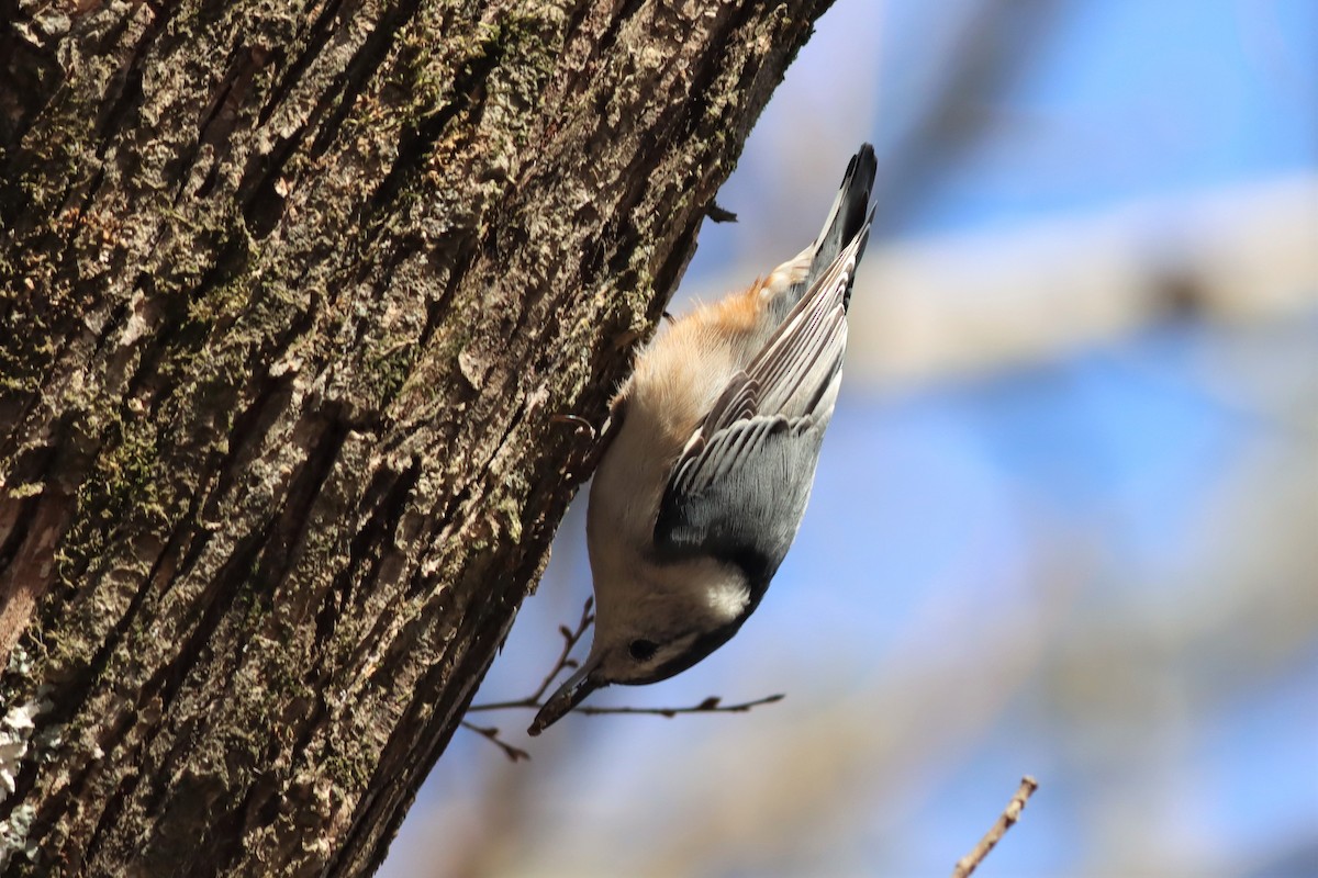 White-breasted Nuthatch - ML414569361