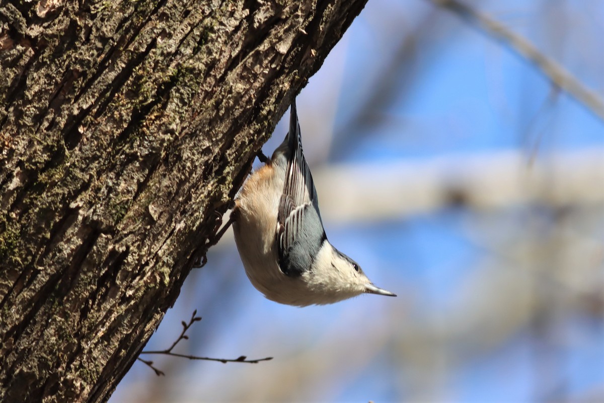White-breasted Nuthatch - ML414569371