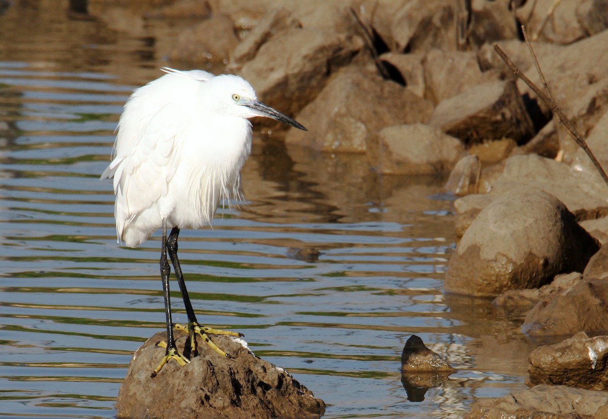 Little Egret - yuda siliki