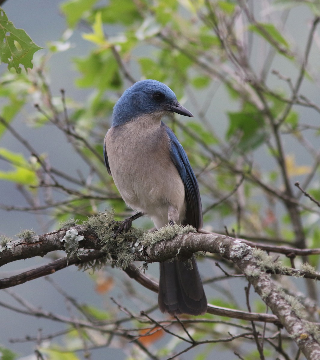 Mexican Jay - ML414571021