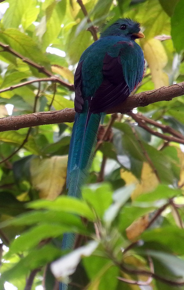 Resplendent Quetzal - ML41457161