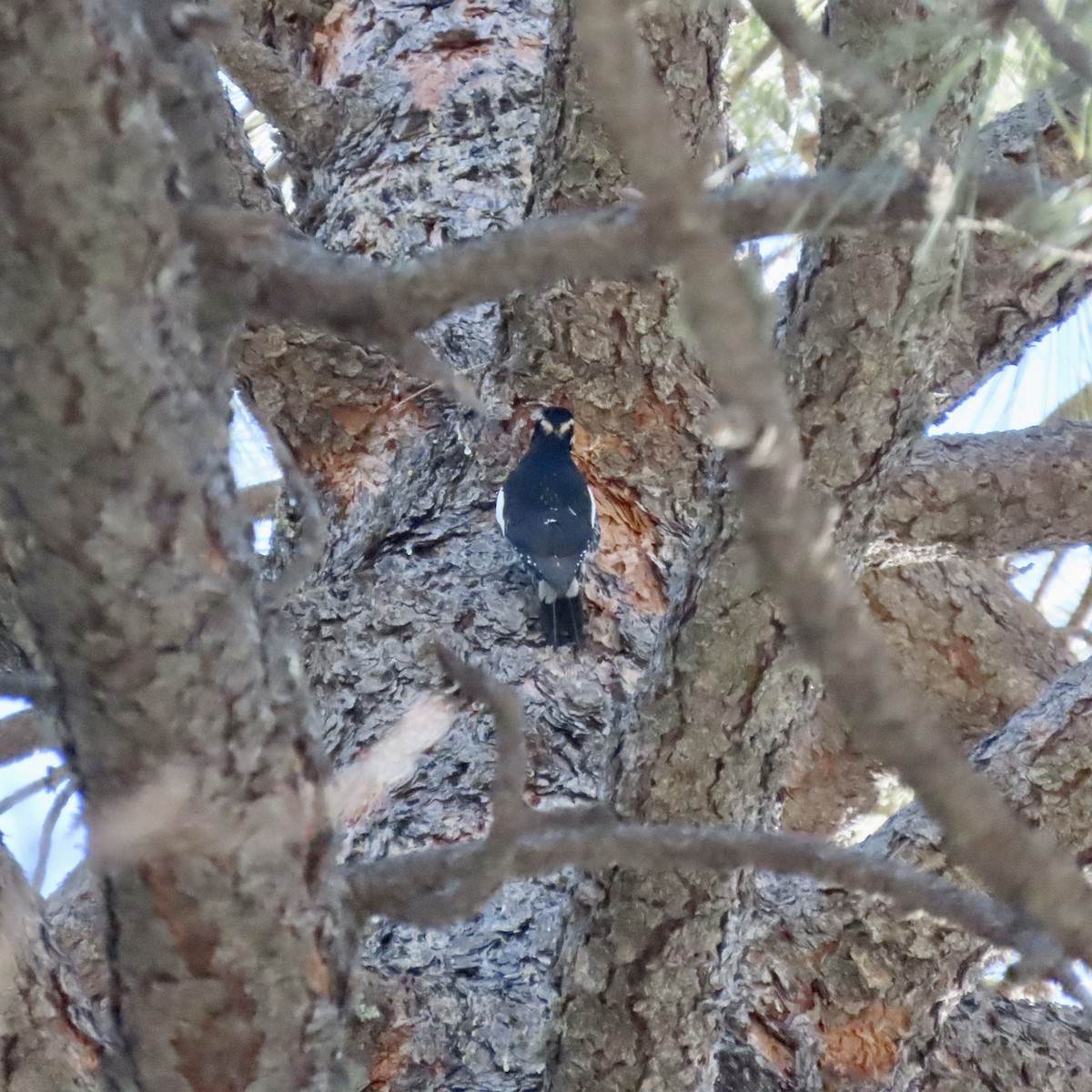 Williamson's Sapsucker - ML414572271