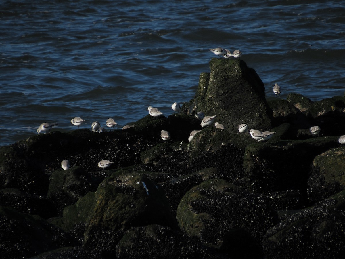 Sanderling - Richard Fleming